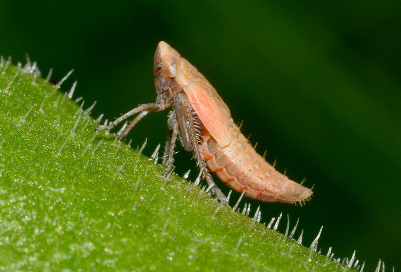 Cicadella da det. 2